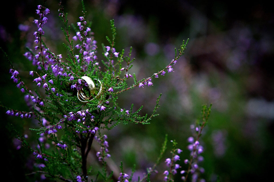 Two gold wedding bands nestled in a sprig of purple heather against a dark blurred field