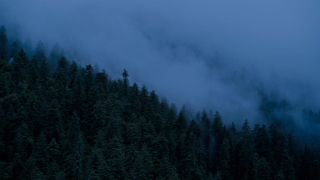 A dark pine forest slope fading into blue mist at dusk, with no people in the frame